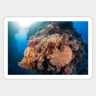 Colourful Hard Coral boulder Sticker